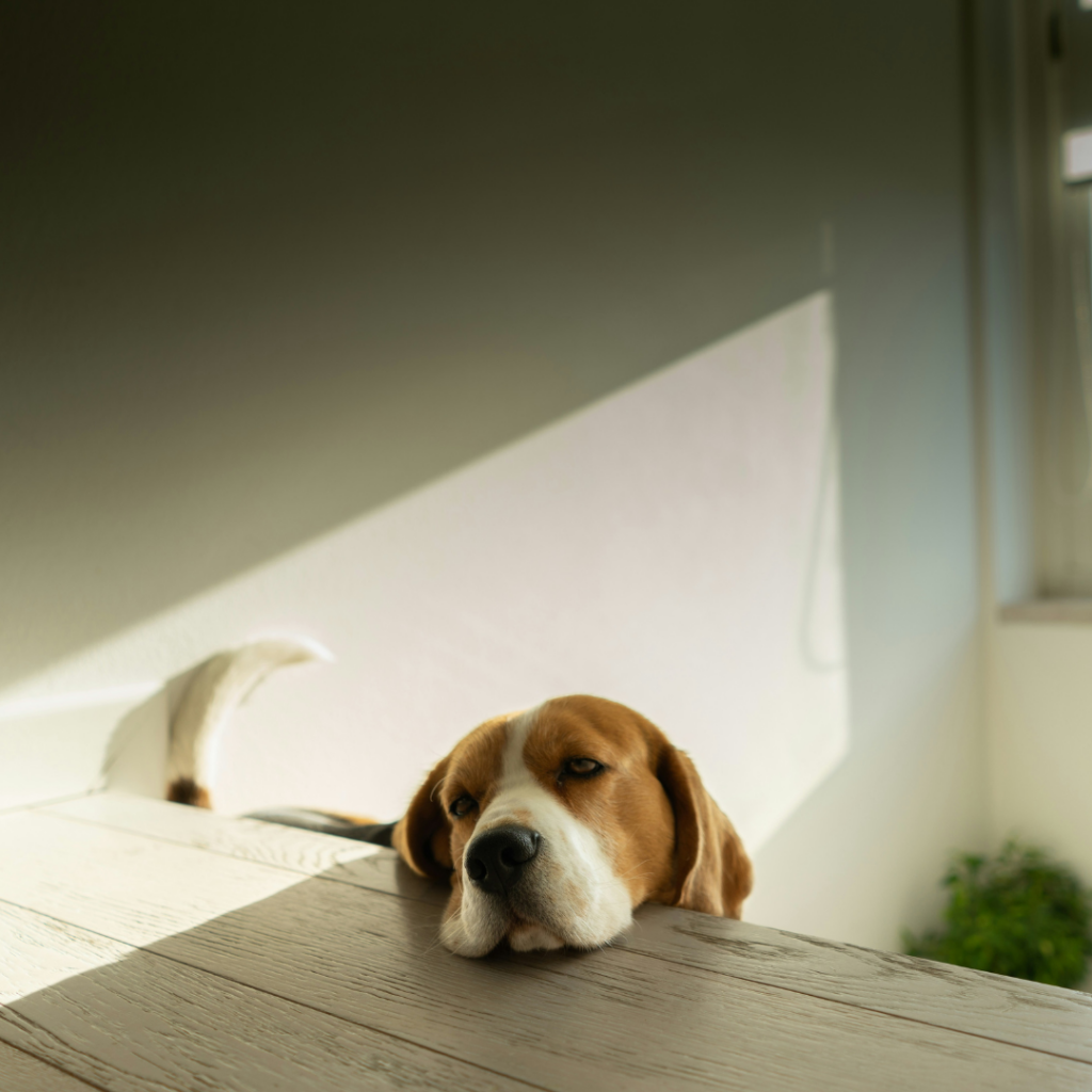 Lazy dog with his head on the table.