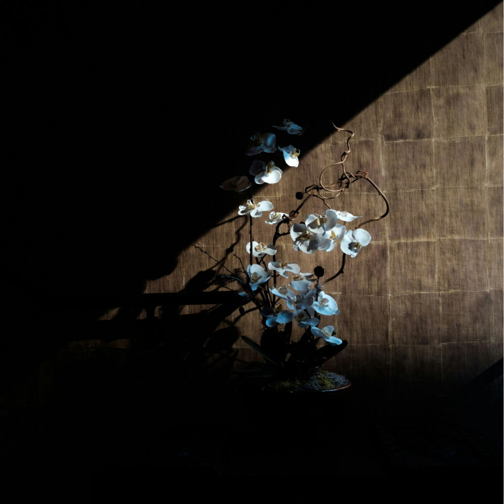 Plant in the shadow and the light