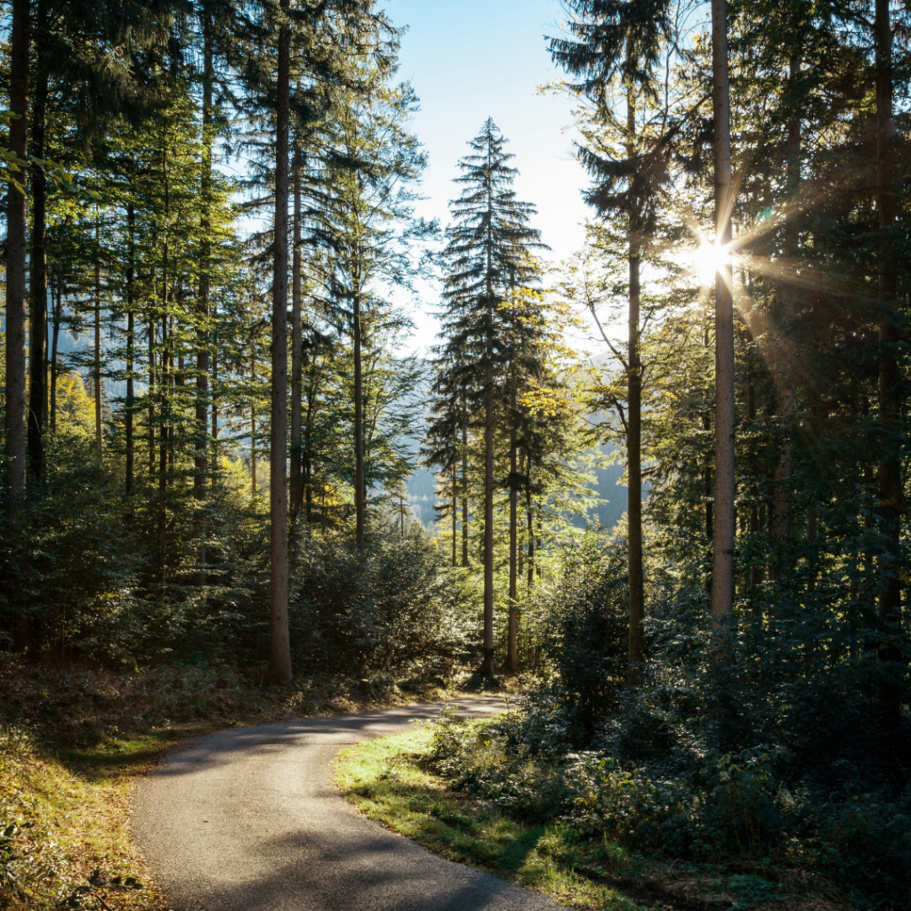 Forrest road
