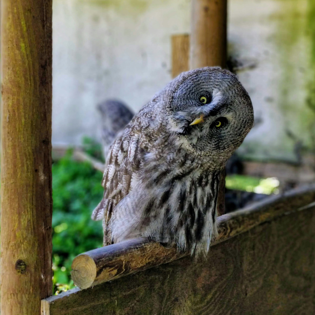 Surprised Owl