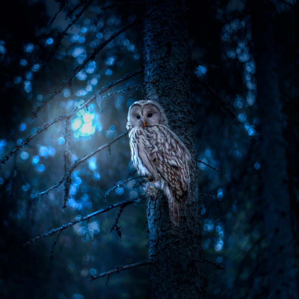 A white owl at night.