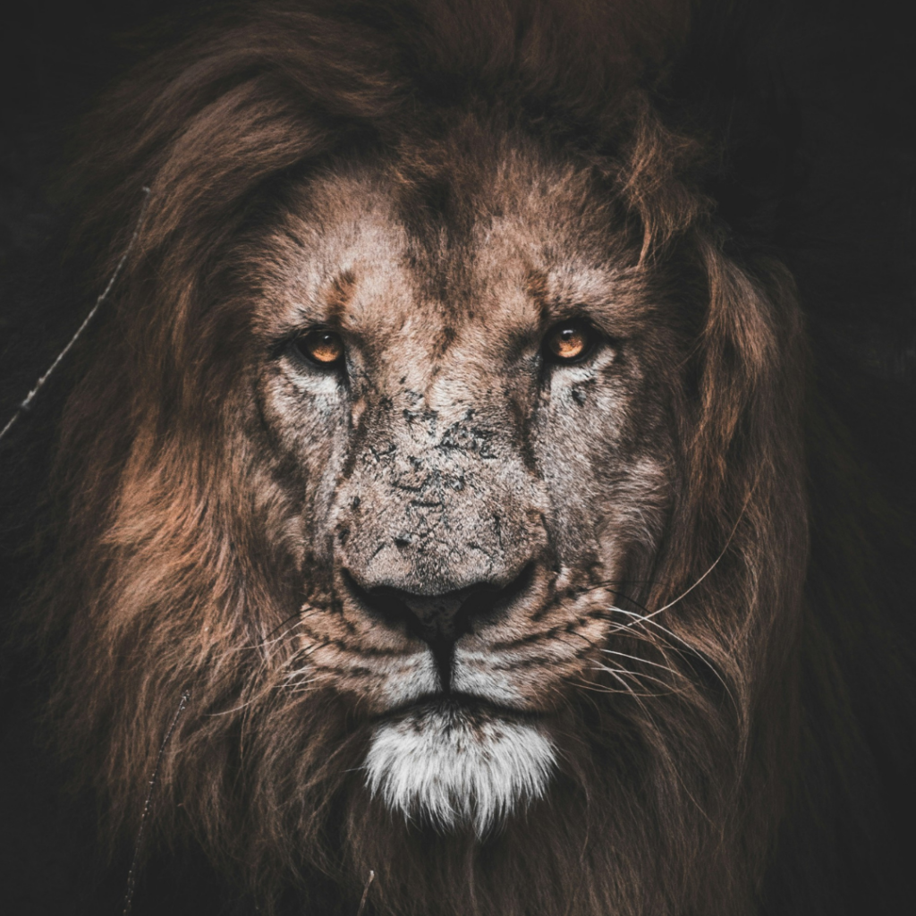 Lion's head of Justice
