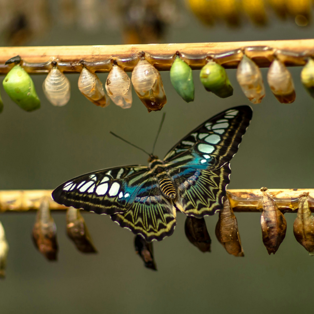 Change in the life of a butterfly. There are rows of cocoons and one butterfly with blue and white colors in the middle.