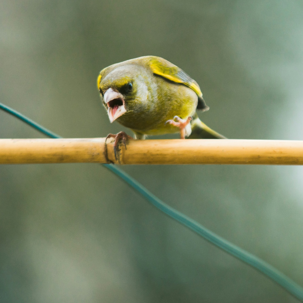 Little bird being angry on a stick.