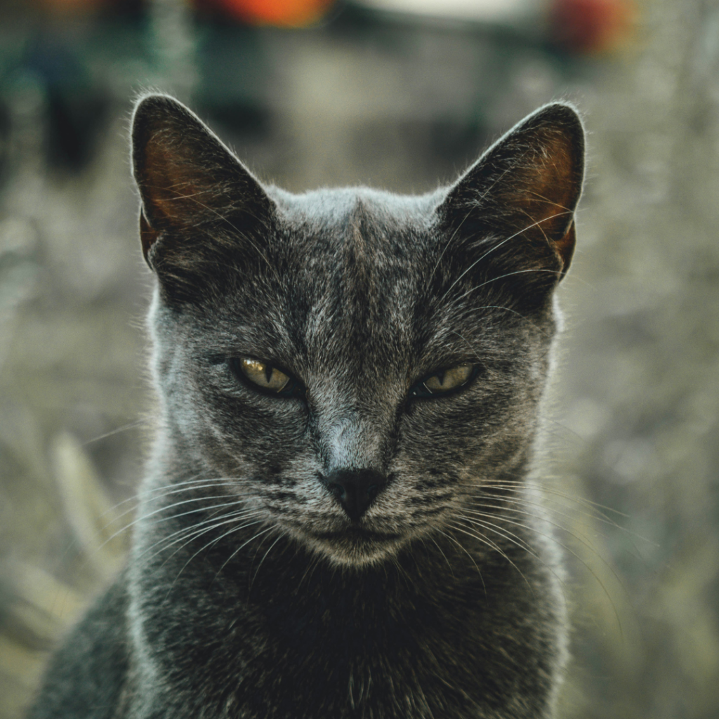 Black-grey cat with angry eyes.