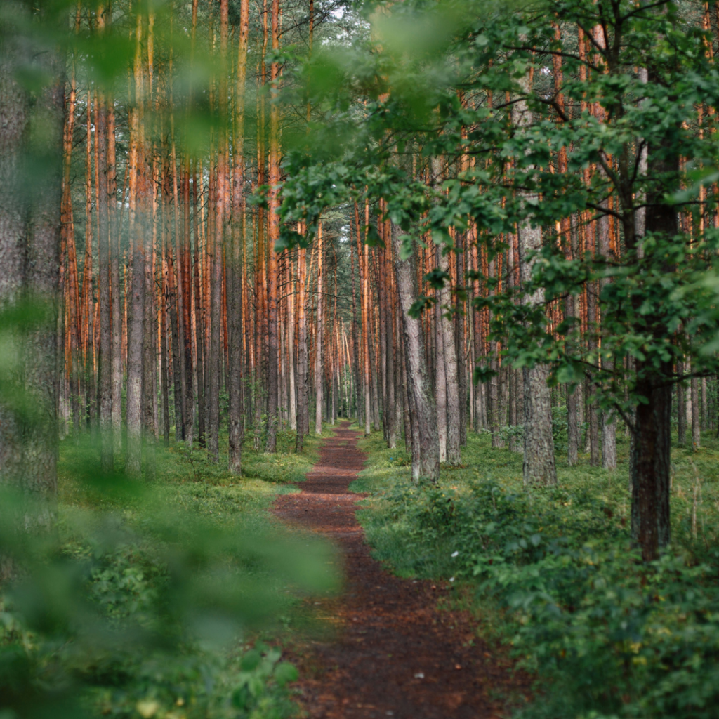 Path in a forest, the path we should be one, our path alongside Nature.