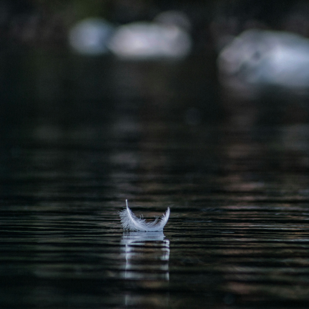 Little white feather floating on the water.