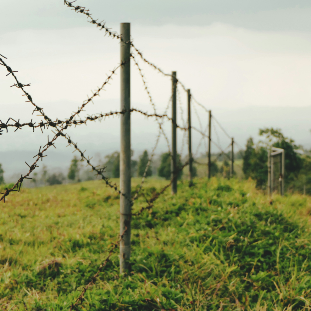 Barbed wire fence in a field setting the limit.