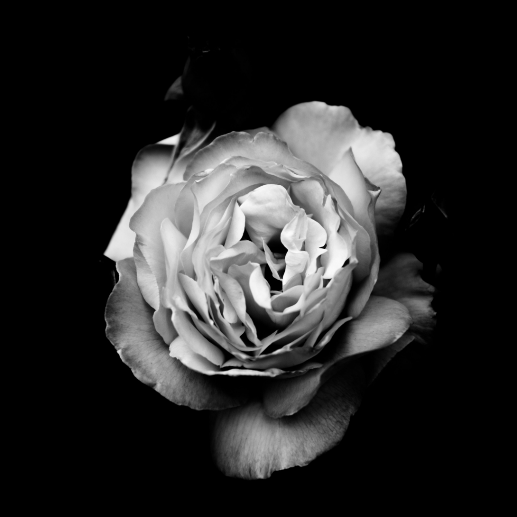 Black and white flower.