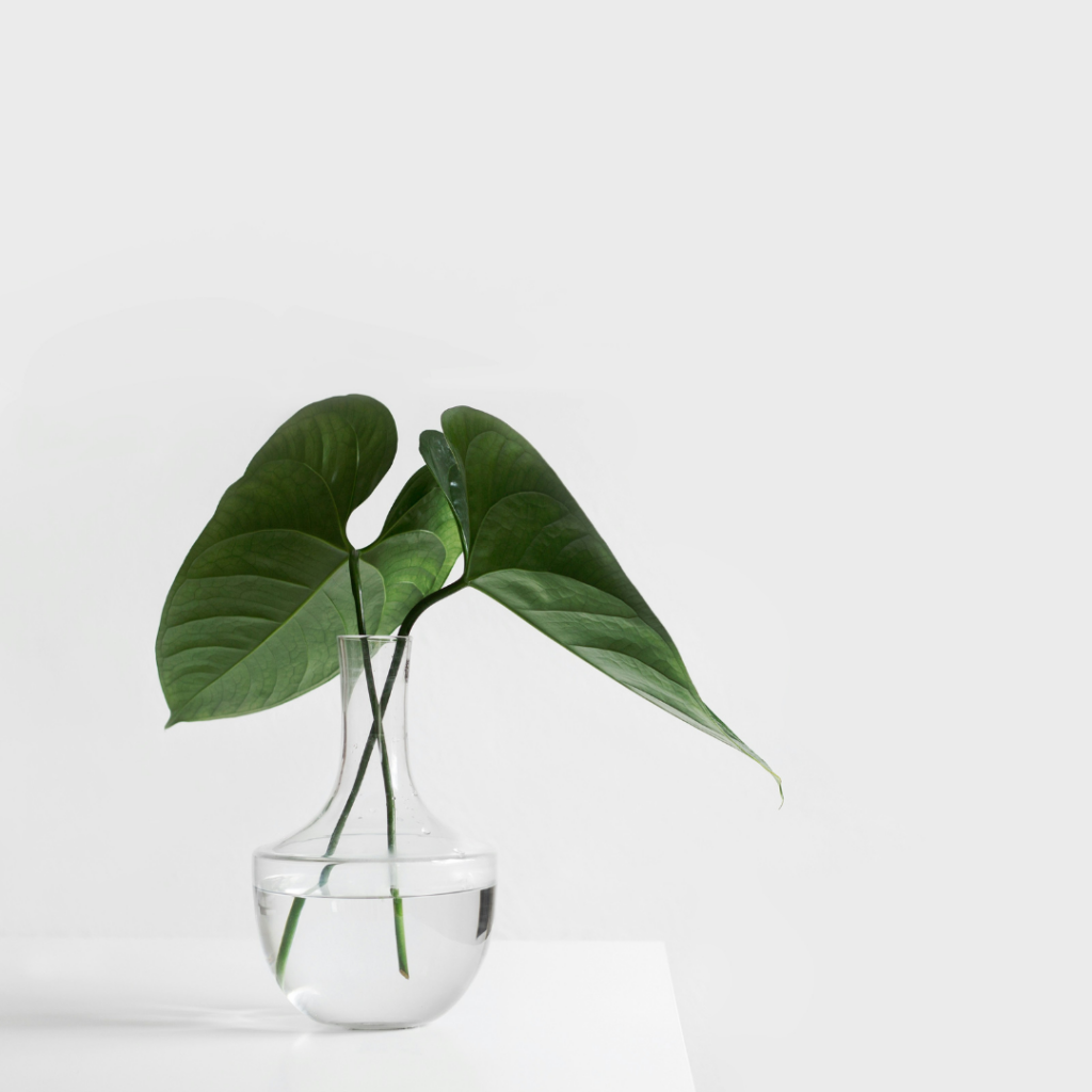 A glass vase with two green leaves in it. A minimalistic photo.