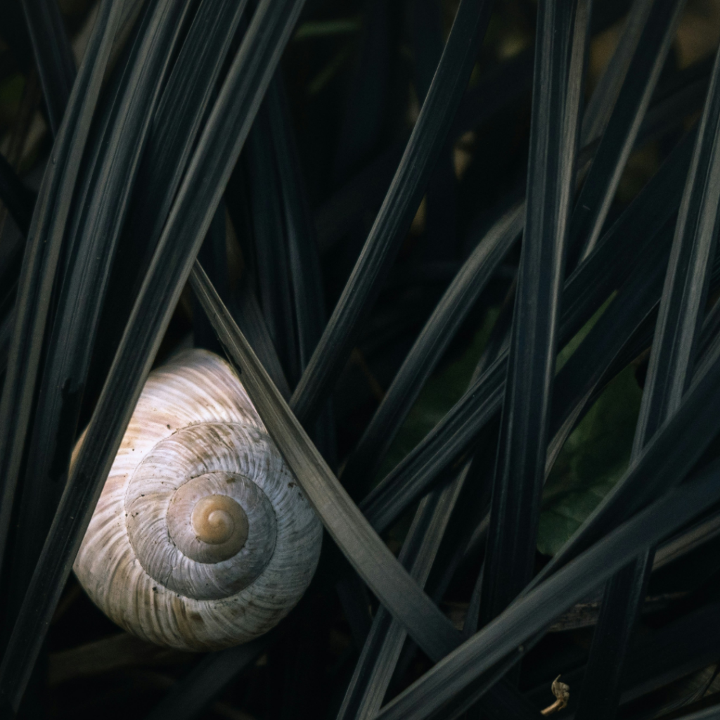The golden ratio in a snails house, showing perfect reason in nature.