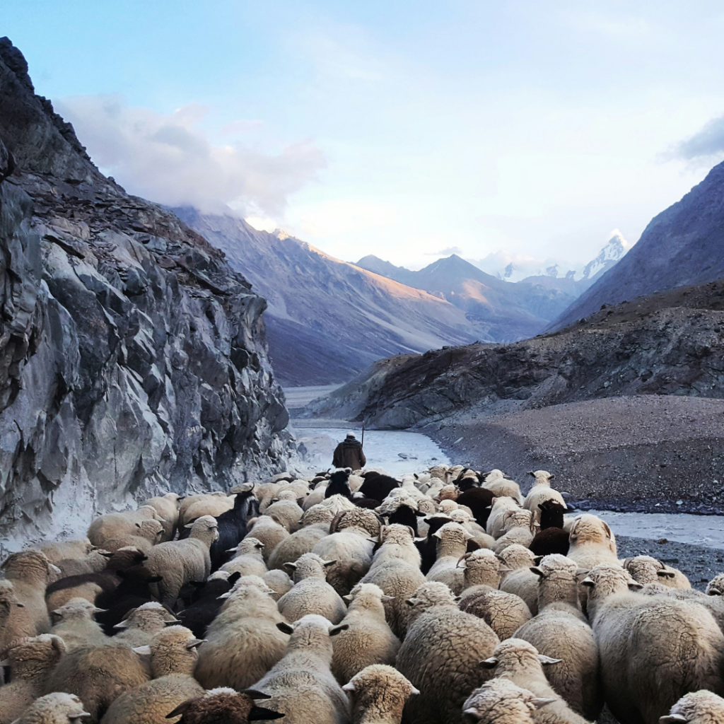 A herd of sheep following the leader.