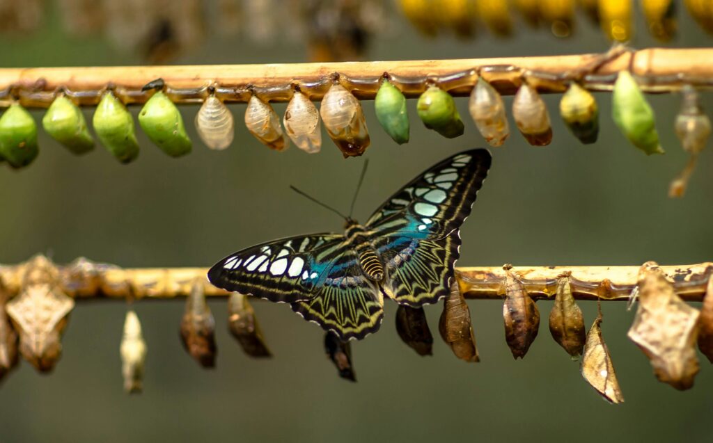The butterfly showing change in metamorphisis.