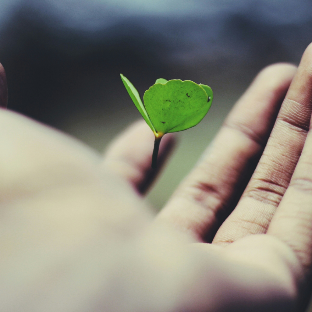A leave floating above an open palm, displaying the beauty of life.