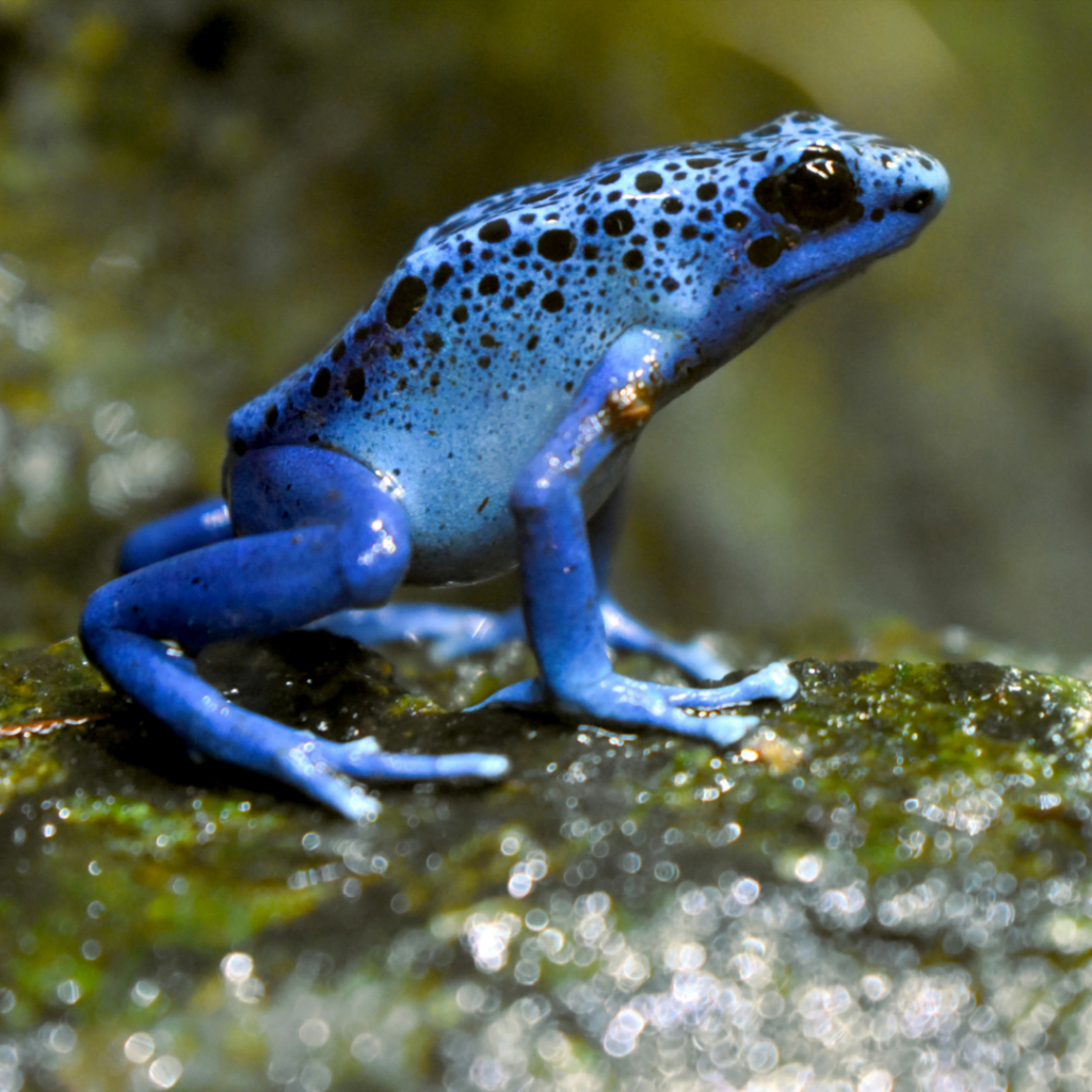 Blue frog sitting on a rock.