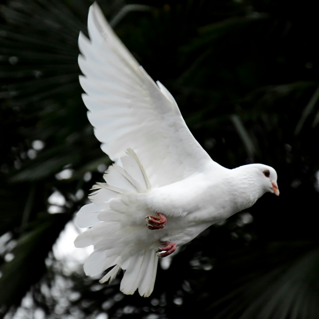 The good spirit in the shape of a dove.