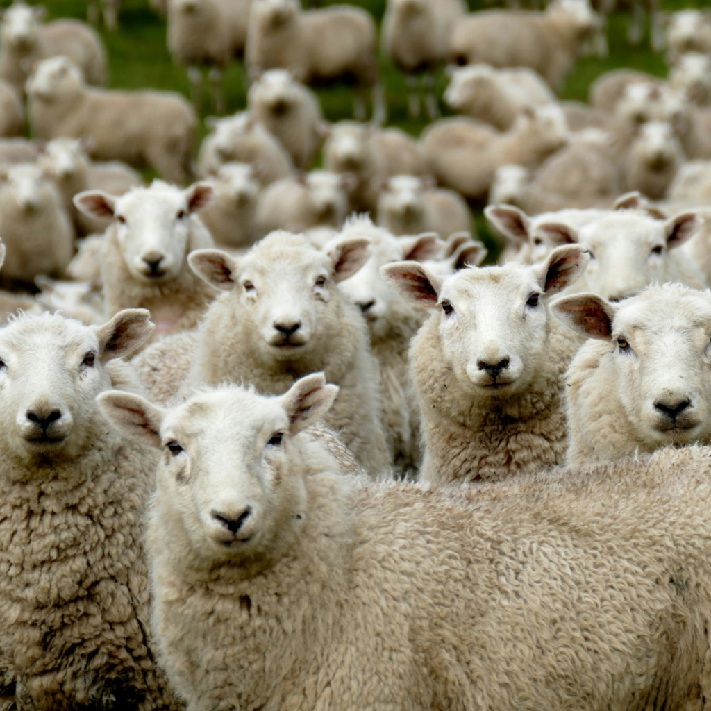 Epictetus uses the example of sheep in this discourse to show that animals live to serve us.