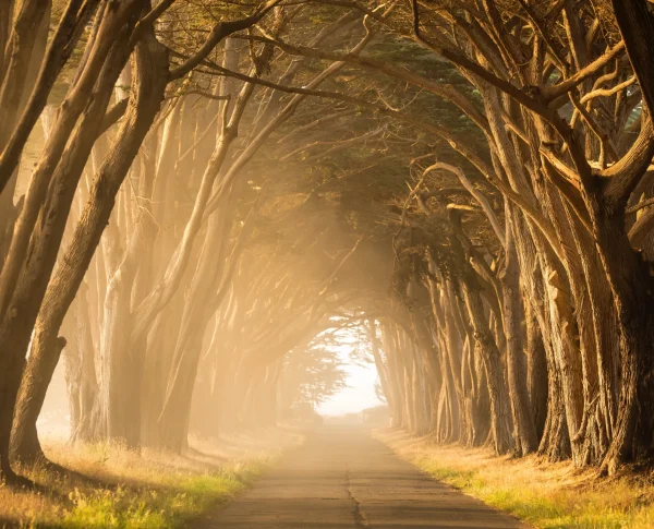A path in the trees