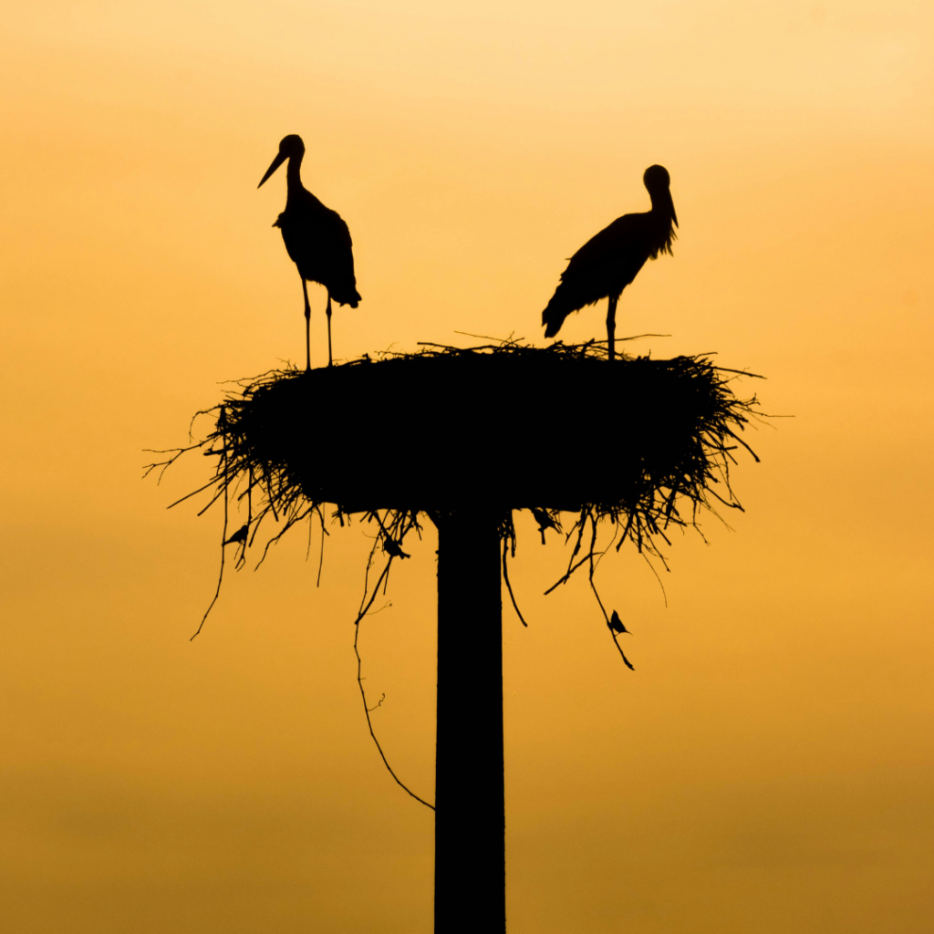 Two storks in their nest.