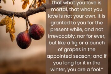 “In a similar way, you too should remind yourself that what you love is mortal, that what you love is not your own. The Stoic View on Impermanence on Via Stoica.